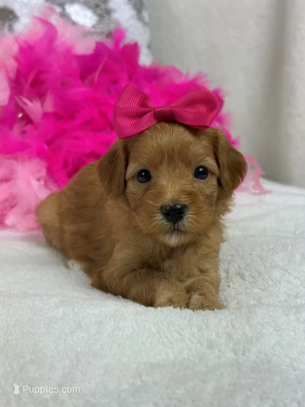 Mia Pink Girl – Cavapoo puppy for sale in Bullard, TX