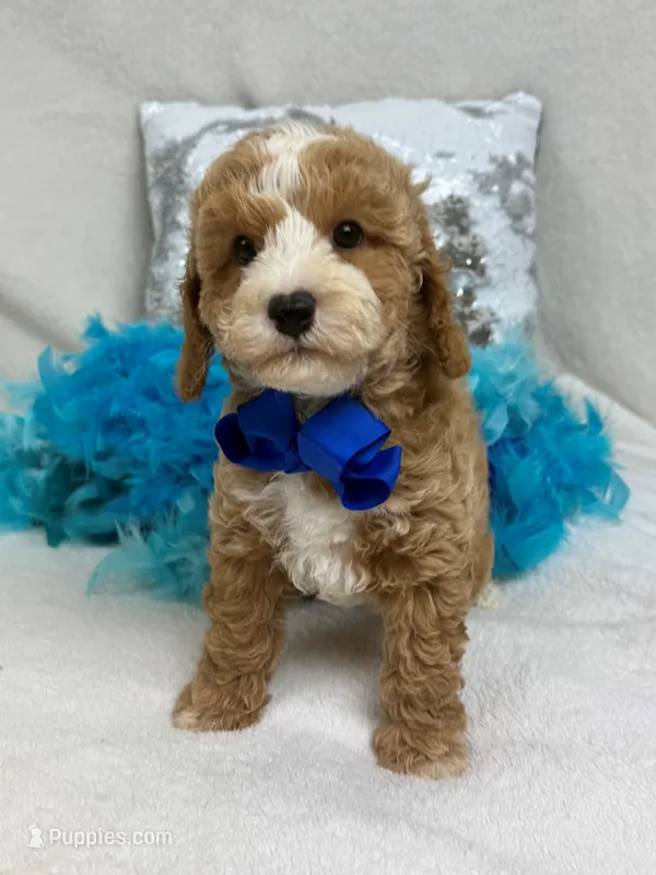 Rae Rae Blue Boy – Cavapoo puppy for sale in Bullard, TX