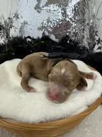 Braley's Black Boy, a male Miniature Goldendoodle for sale in Bullard, TX – 2 of 2