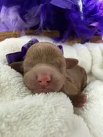 Jules Purple Girl, a female Poodle - Miniature  for sale in Bullard, TX – 3 of 3