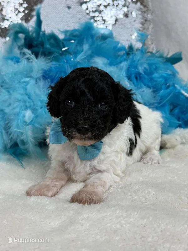 Princess's Turquoise Boy – Poodle - Toy  puppy for sale in Bullard, TX
