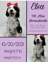 Elsa, a female Miniature Bernedoodle for sale in Bullard, TX – Photo 1 of 2