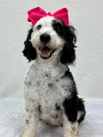 Elsa, a female Miniature Bernedoodle for sale in Bullard, TX – Photo 2 of 2