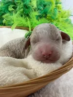 Kylie's Green Boy, a male Cockapoo for sale in Bullard, TX – 2 of 2