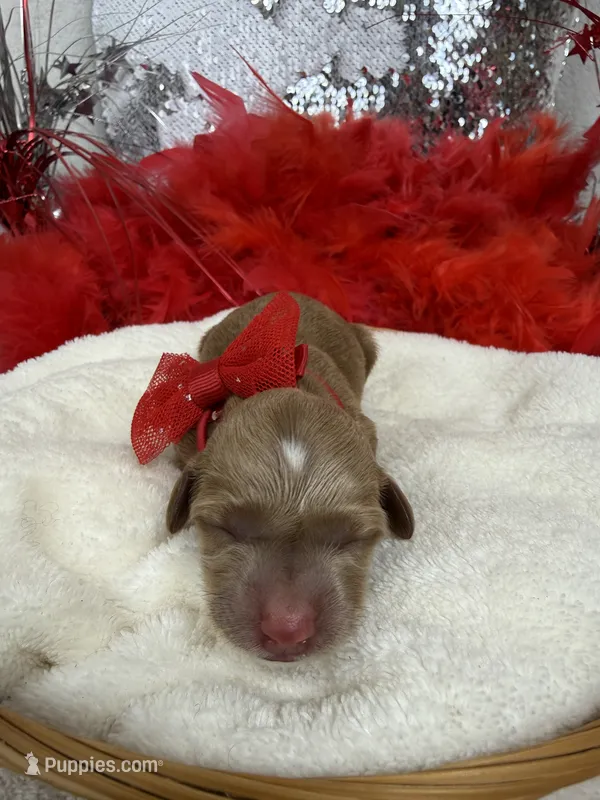 Braley's Red Boy – Miniature Goldendoodle puppy on hold in Bullard, TX
