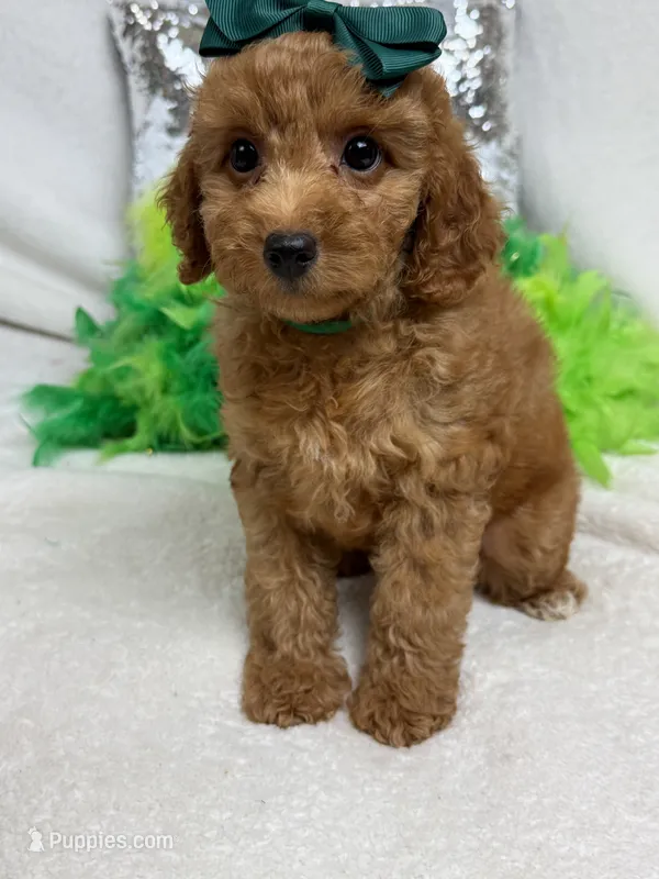 Mia's Green Girl – Cavapoo puppy for sale in Bullard, TX