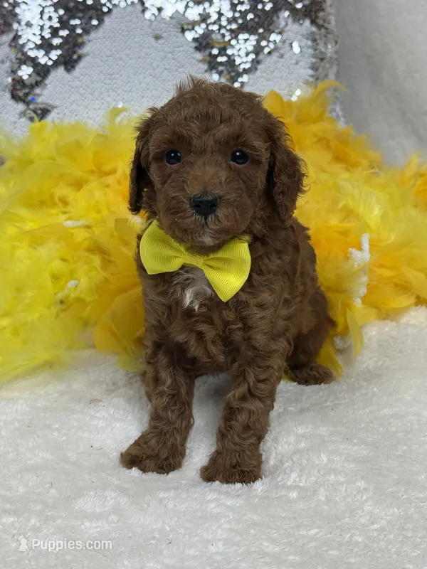 Tally's Yellow Boy – Poodle - Miniature  puppy for sale in Bullard, TX