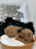 Brinley Black Boy, a male Miniature Goldendoodle for sale in Bullard, TX – Photo 1 of 2