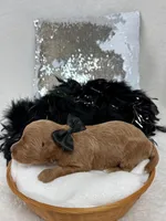 Brinley Black Boy, a male Miniature Goldendoodle for sale in Bullard, TX – Photo 2 of 2