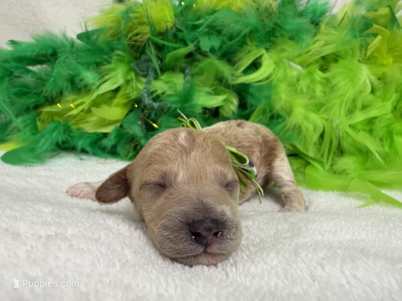 Tally's Green Boy – Poodle - Miniature  puppy for sale in Bullard, TX