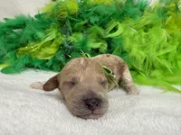 Tally's Green Boy, a male Poodle - Miniature  for sale in Bullard, TX – 1 of 1