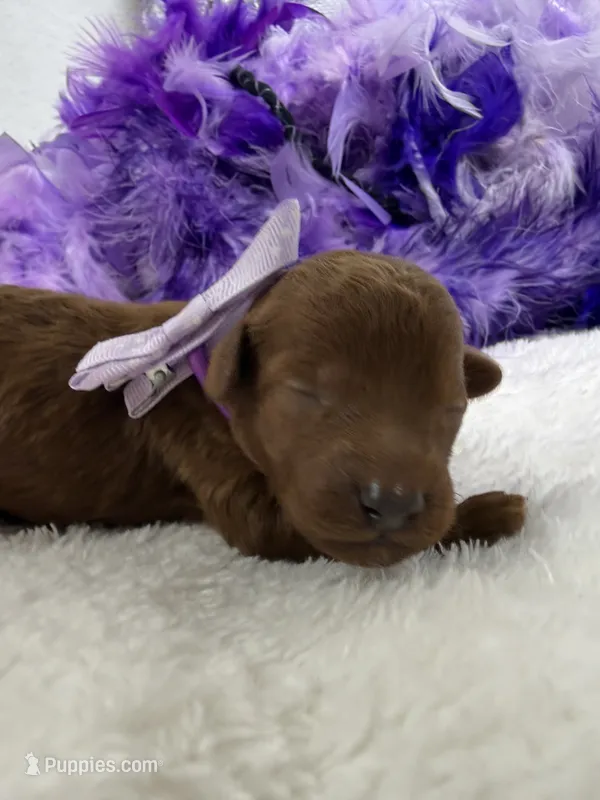 Brinley's Purple Boy – Miniature Goldendoodle puppy for sale in Bullard, TX