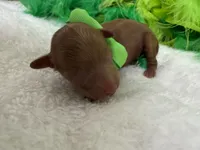 Jules Green Boy, a male Poodle - Miniature  for sale in Bullard, TX – 2 of 3