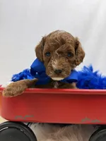 Peaches Blue Boy, a male Poodle - Miniature  for sale in Bullard, TX – 3 of 8