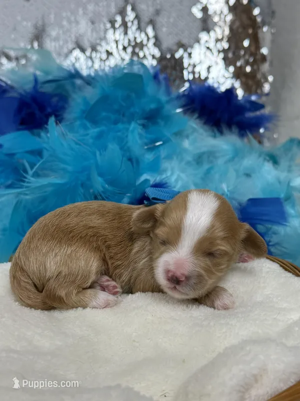 Willow's Blue Boy – Maltipoo puppy for sale in Bullard, TX