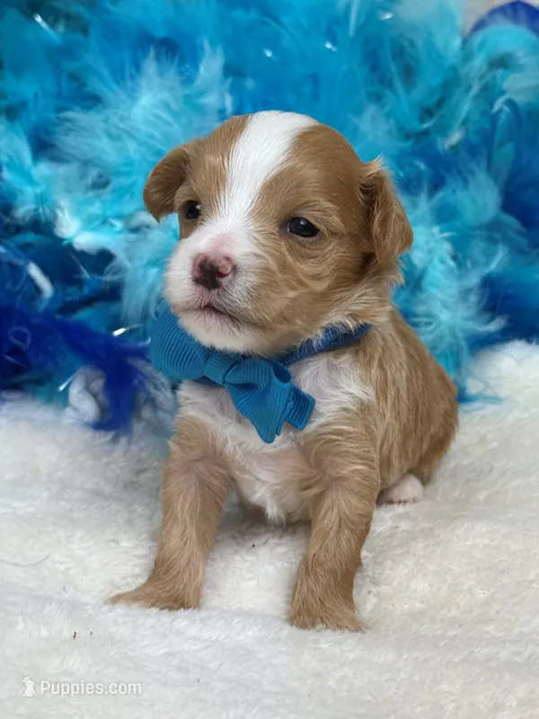 Willow's Blue Boy – Maltipoo puppy for sale in Bullard, TX