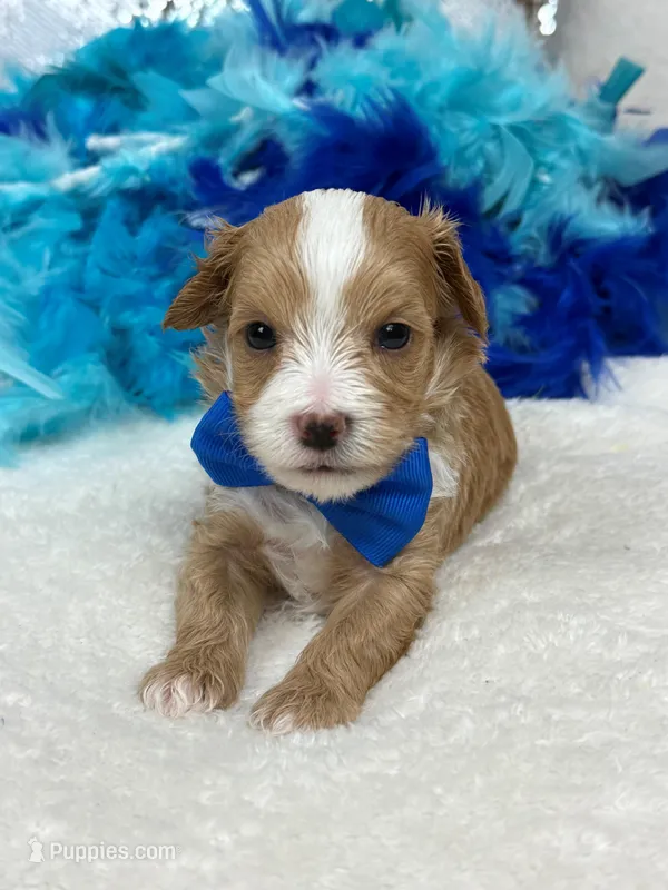 Willow's Blue Boy – Maltipoo puppy for sale in Bullard, TX