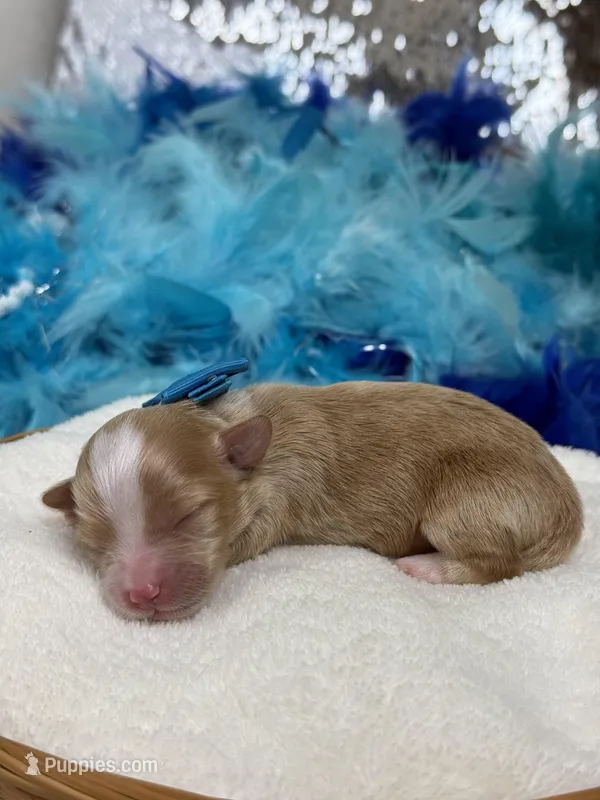 Willow's Blue Boy – Maltipoo puppy for sale in Bullard, TX