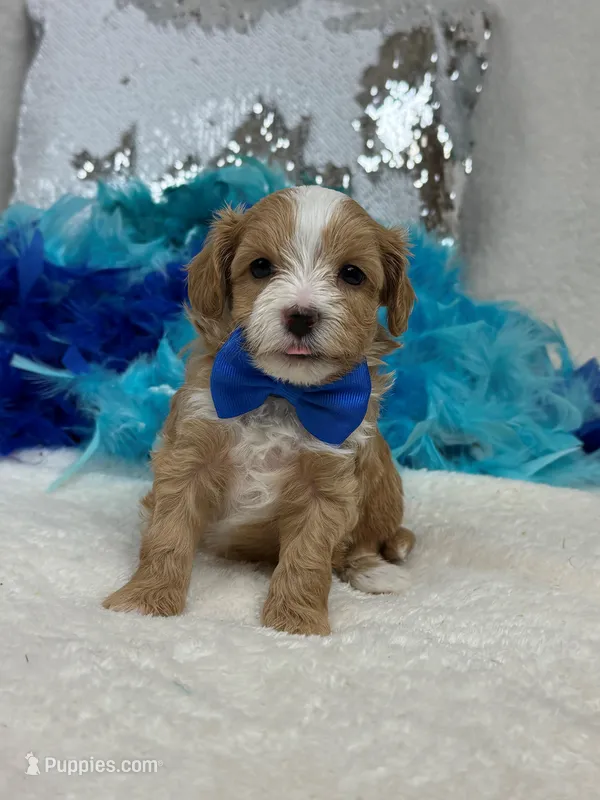 Willow's Blue Boy – Maltipoo puppy for sale in Bullard, TX