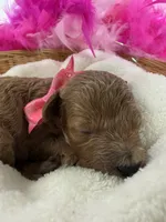 Peaches Pink Girl, a female Poodle - Miniature  for sale in Bullard, TX – 2 of 2
