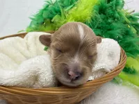 Riley's Green Boy, a male Cavapoo for sale in Bullard, TX – 2 of 2