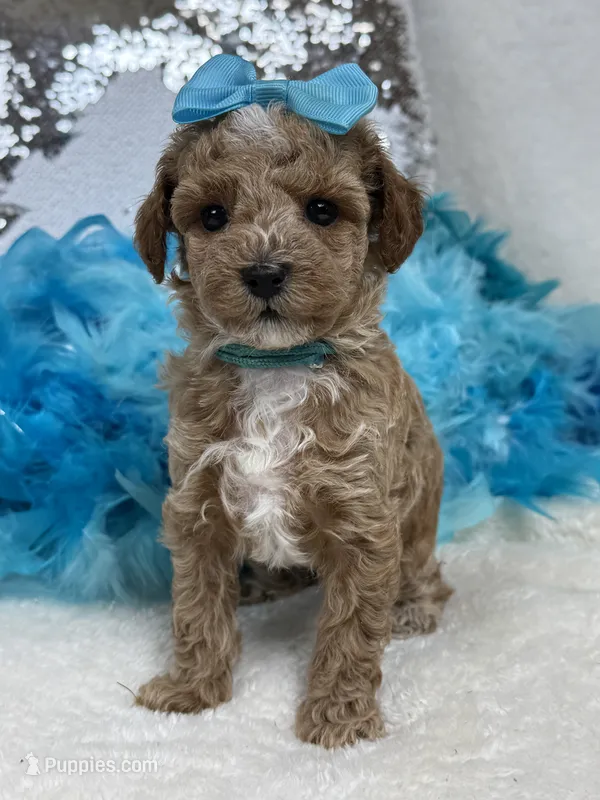Tally's Turquoise Girl – Poodle - Miniature  puppy for sale in Bullard, TX