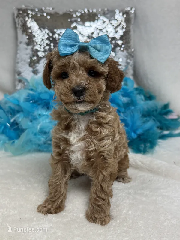 Tally's Turquoise Girl – Poodle - Miniature  puppy for sale in Bullard, TX