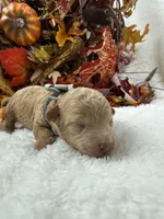 Aspen's Gray Boy, a male Miniature Bernedoodle for sale in Bullard, TX – 2 of 2