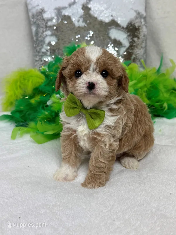 Rae Rae Green Boy – Cavapoo puppy for sale in Bullard, TX