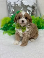 Rae Rae Green Boy, a male Cavapoo for sale in Bullard, TX – 1 of 6