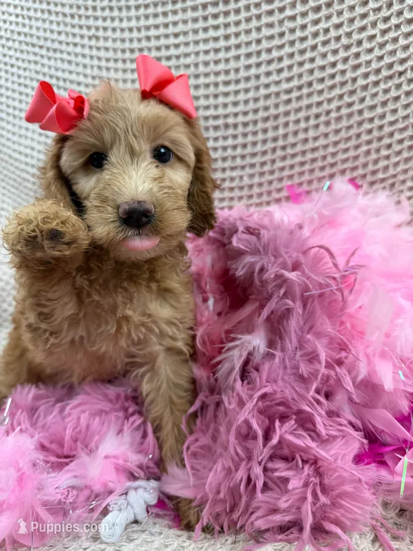 Kylie's Pink Girl – Cockapoo puppy for sale in Bullard, TX