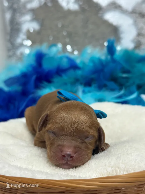 Mia's Blue Boy – Cavapoo puppy for sale in Bullard, TX