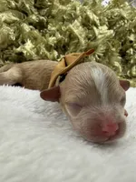 Maddie's Gold Girl, a female Cavapoo for sale in Bullard, TX – 2 of 2
