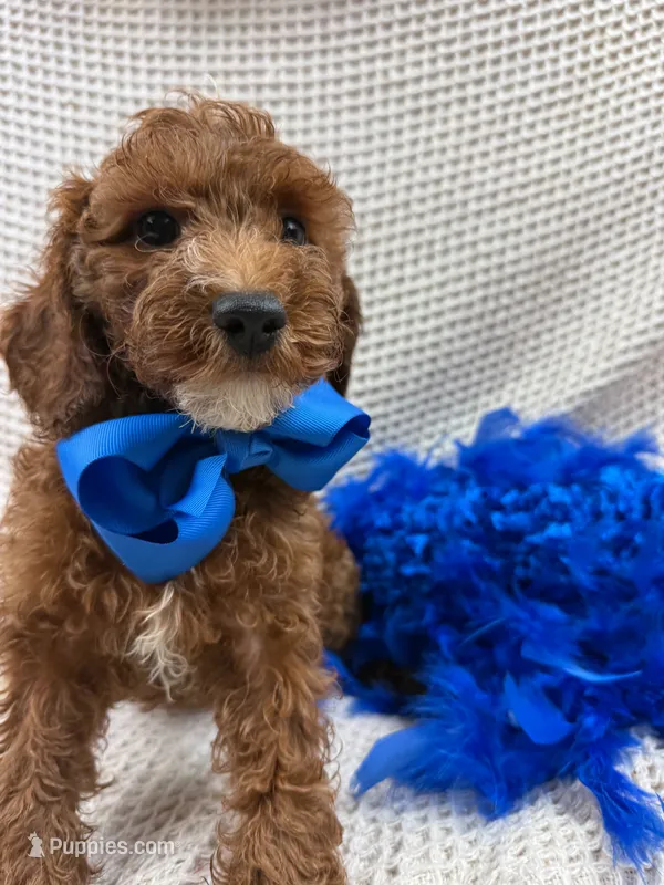 Peaches Blue Boy – Poodle - Miniature  puppy for sale in Bullard, TX
