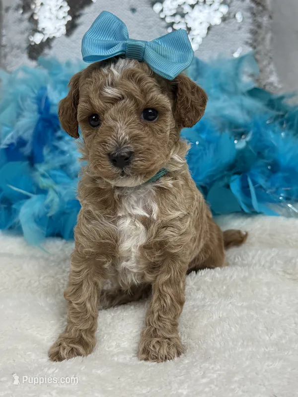 Tally's Turquoise Girl – Poodle - Miniature  puppy for sale in Bullard, TX