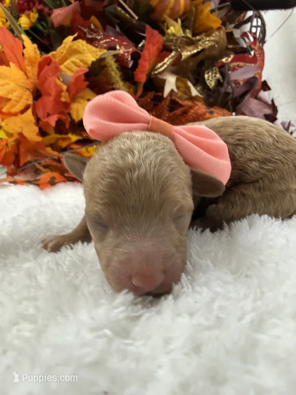 Aspen's Coral Boy – Miniature Bernedoodle puppy for sale in Bullard, TX