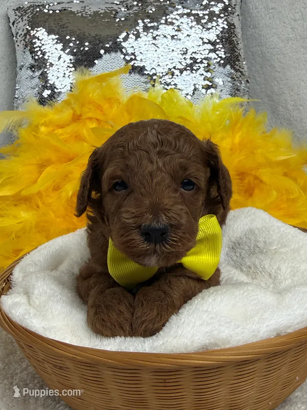 Tally's Yellow Boy – Poodle - Miniature  puppy for sale in Bullard, TX