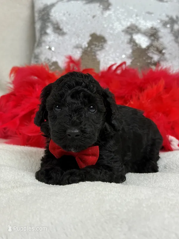 Cici's Red Boy – Poodle - Miniature  puppy for sale in Bullard, TX