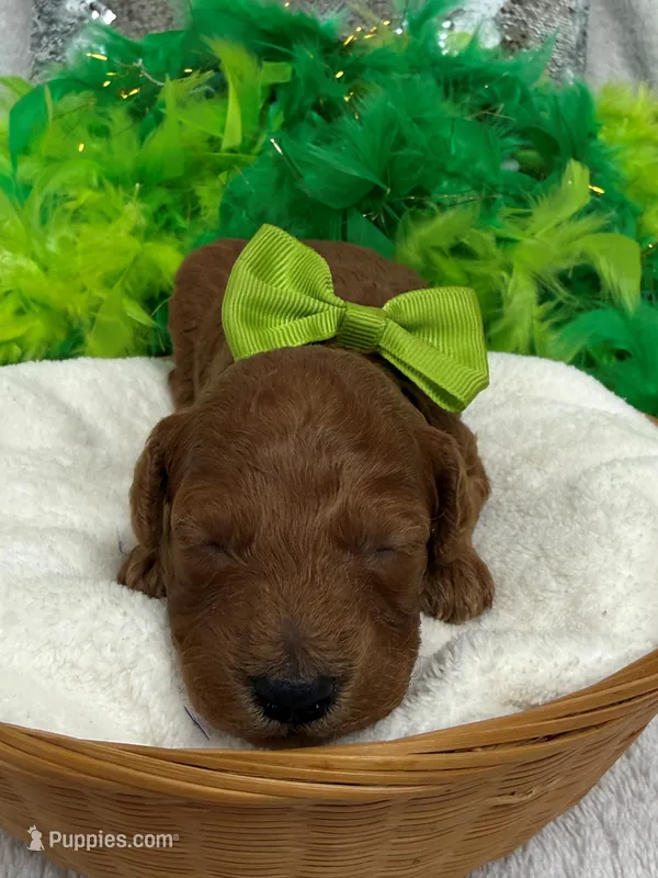 Scarlett's Green Boy – Poodle - Miniature  puppy for sale in Bullard, TX