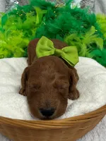 Scarlett's Green Boy, a male Poodle - Miniature  for sale in Bullard, TX – 1 of 1