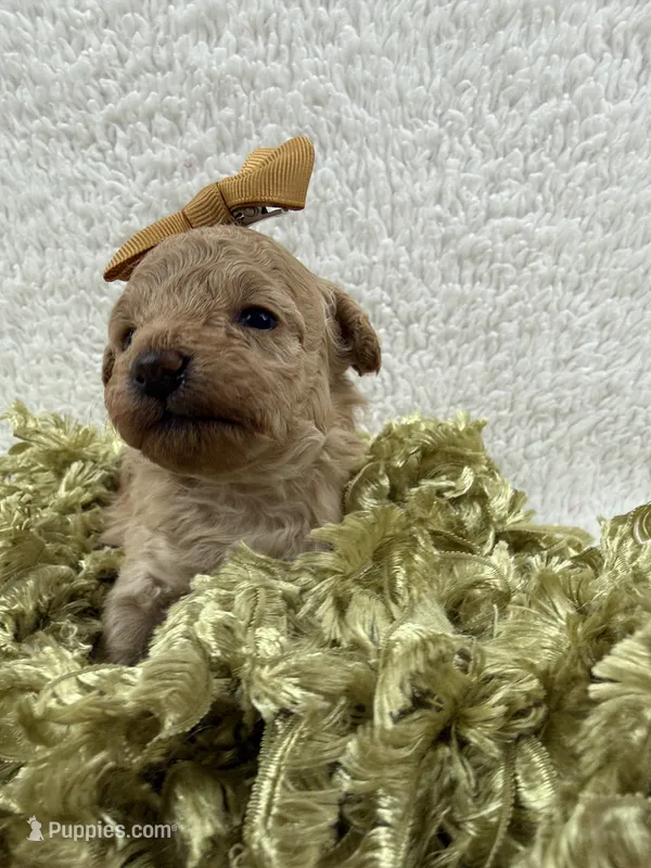Chloe's Gold Girl – Maltipoo puppy for sale in Bullard, TX