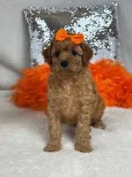 Mia's Orange Girl, a female Cavapoo for sale in Bullard, TX – 2 of 7