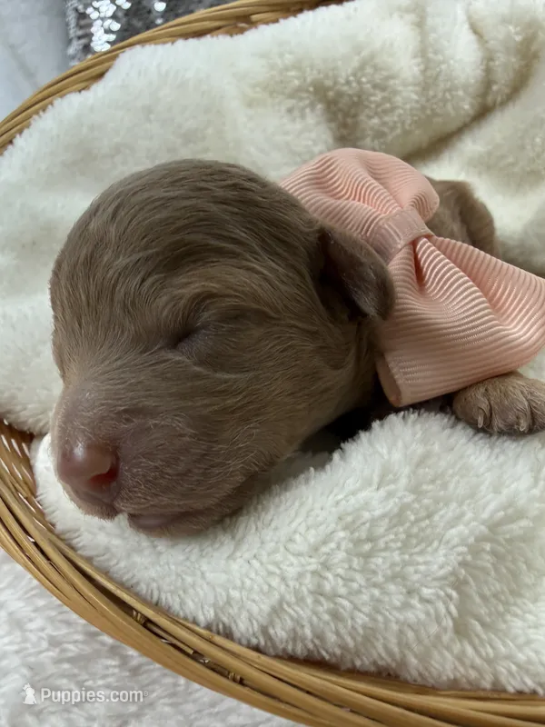 Aspen's Peach Girl – Miniature Bernedoodle puppy for sale in Bullard, TX