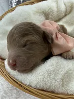 Aspen's Peach Girl, a female Miniature Bernedoodle for sale in Bullard, TX – 1 of 1