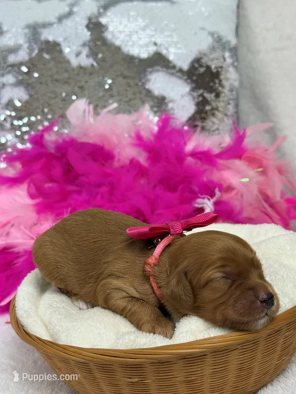 Mia Pink Girl – Cavapoo puppy for sale in Bullard, TX