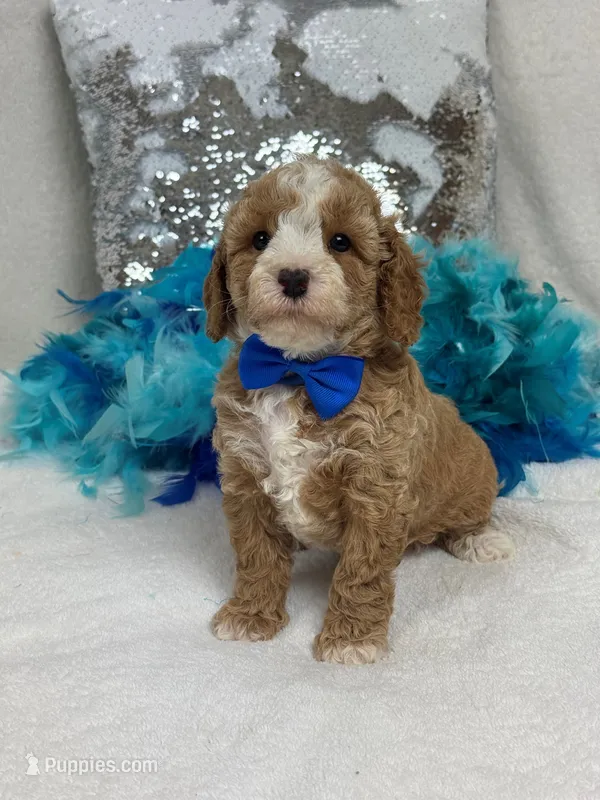 Rae Rae Blue Boy – Cavapoo puppy for sale in Bullard, TX