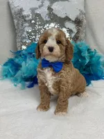 Rae Rae Blue Boy, a male Cavapoo for sale in Bullard, TX – 1 of 7