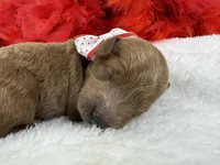 Brinley's Red Boy, a male Miniature Goldendoodle for sale in Bullard, TX – 2 of 3