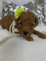 Mia's Green Girl, a female Cavapoo for sale in Bullard, TX – 7 of 7
