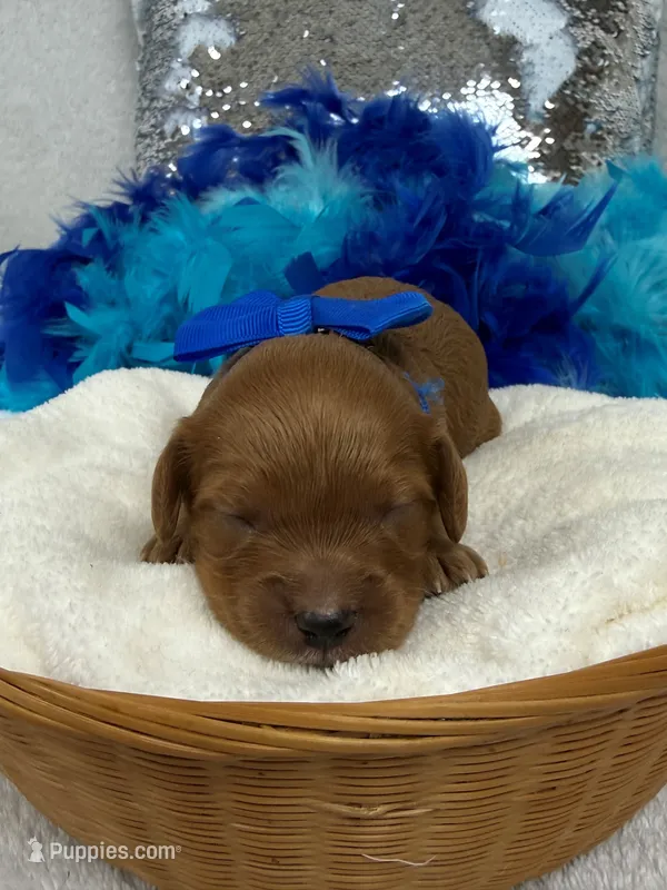 Mia's Blue Boy – Cavapoo puppy for sale in Bullard, TX